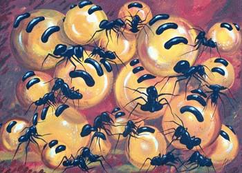 swollen honey ants