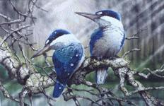 Forest Kingfishers