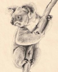 Koala pencil sketch